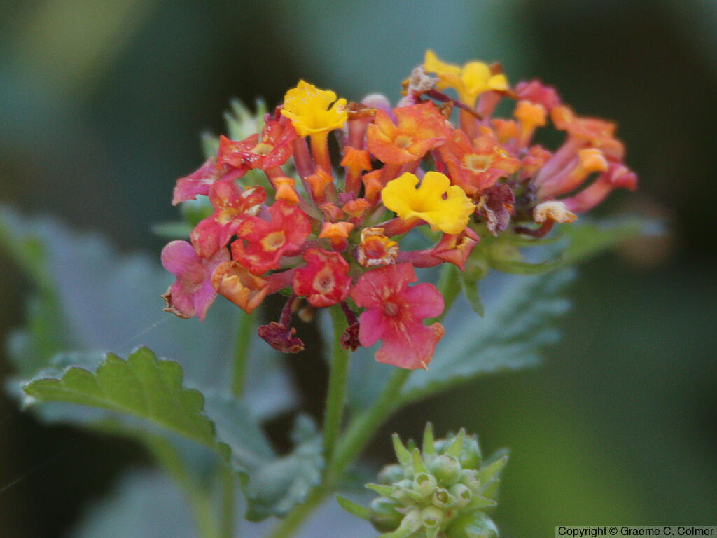 Largeleaf Lantana (Lantana camara) - Lantana