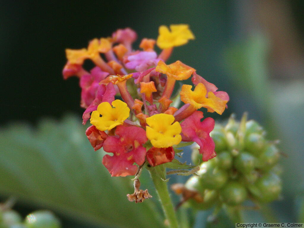 Largeleaf Lantana (Lantana camara) - Lantana