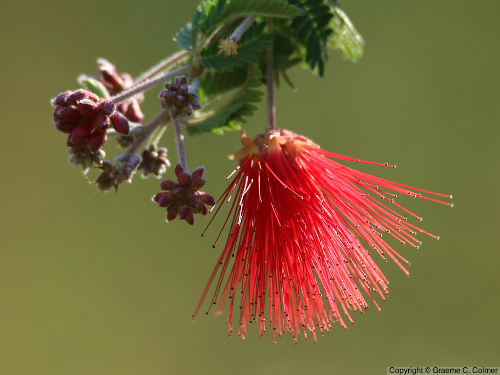Fairyduster (Calliandra eriophylla) - Fairy Duster