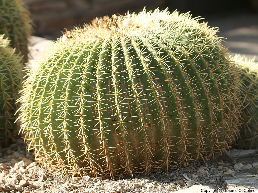 Echinocactus grusonii - Golden Barrel Cactus