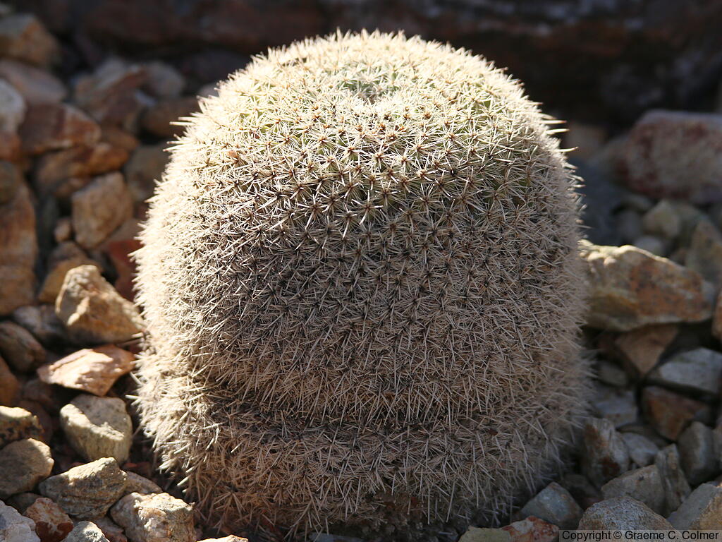 Mammillaria dioica - Strawberry Cactus