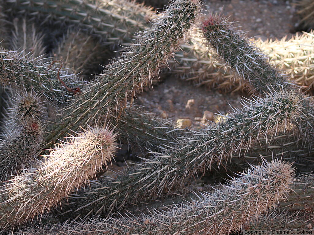 Stenocereus eruca - Creeping Devil