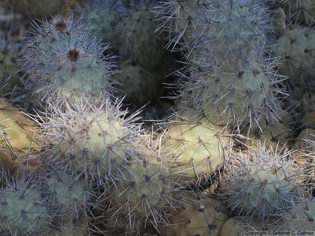 Tephrocactus alexanderi - Alexander's Tephrocactus