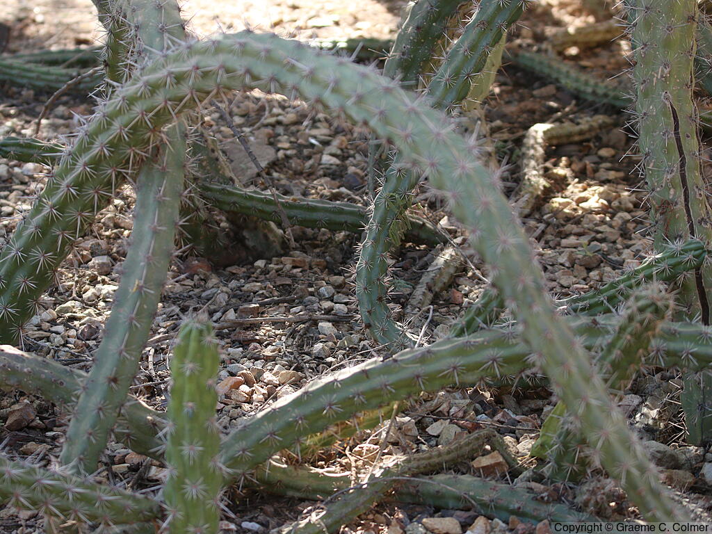 Stenocereus alamosensis - Octopus Cactus