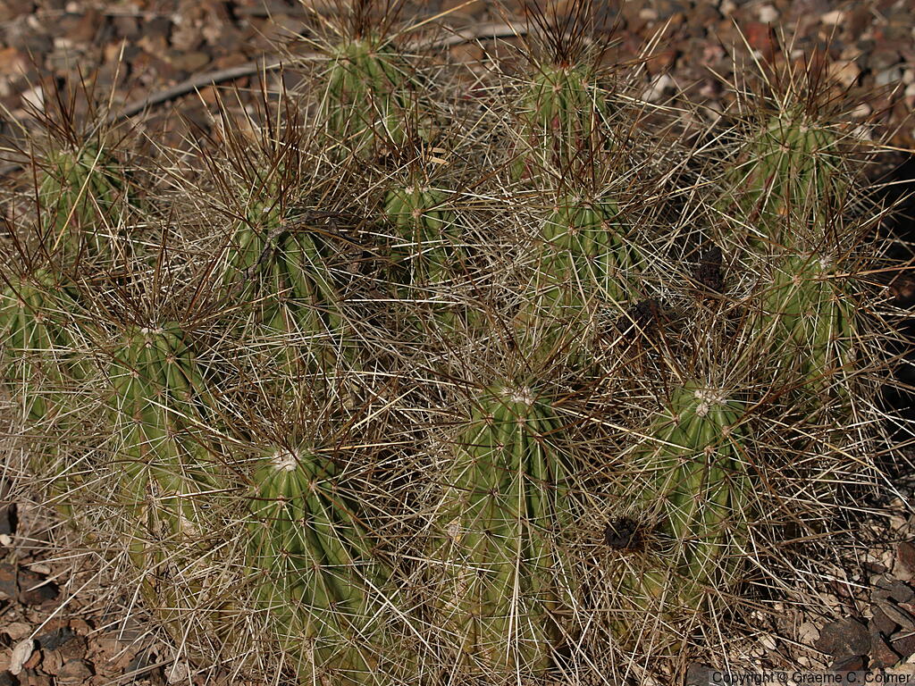 Engelmann's Hedgehog Cactus (Echinocereus engelmannii) - Strawberry Hedgehog Cactus
