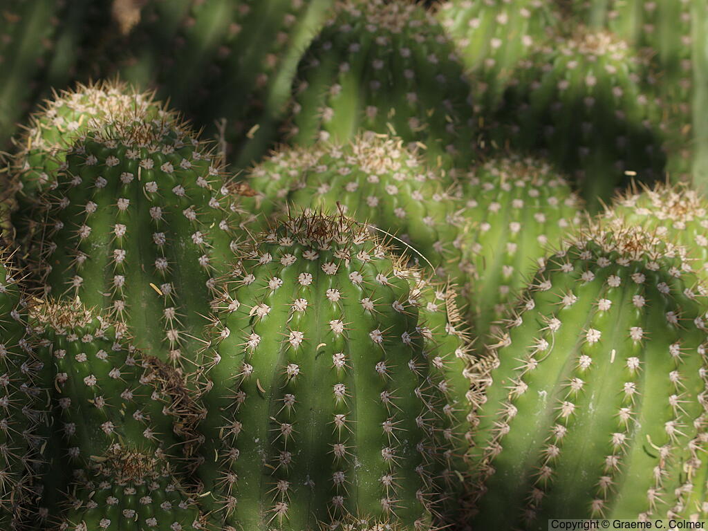 Echinopsis candicans - Argentine Giant