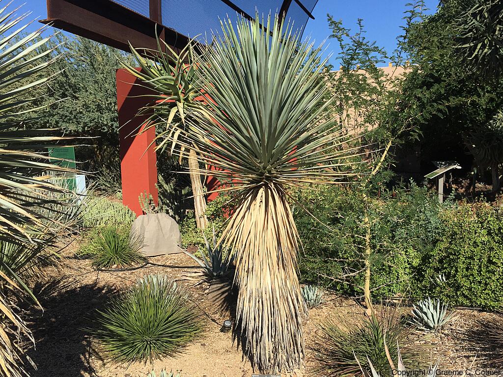 Blue Yucca (Yucca luminosa) - Blue Yucca