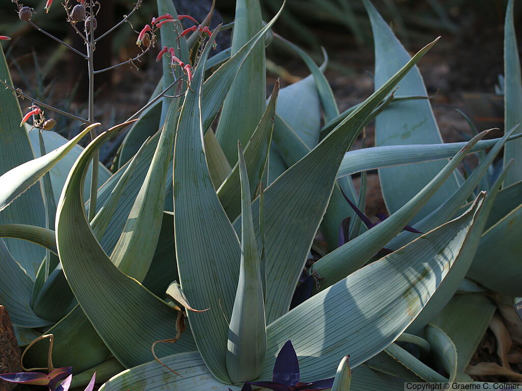 Coral Aloe (Aloe striata) - Coral Aloe