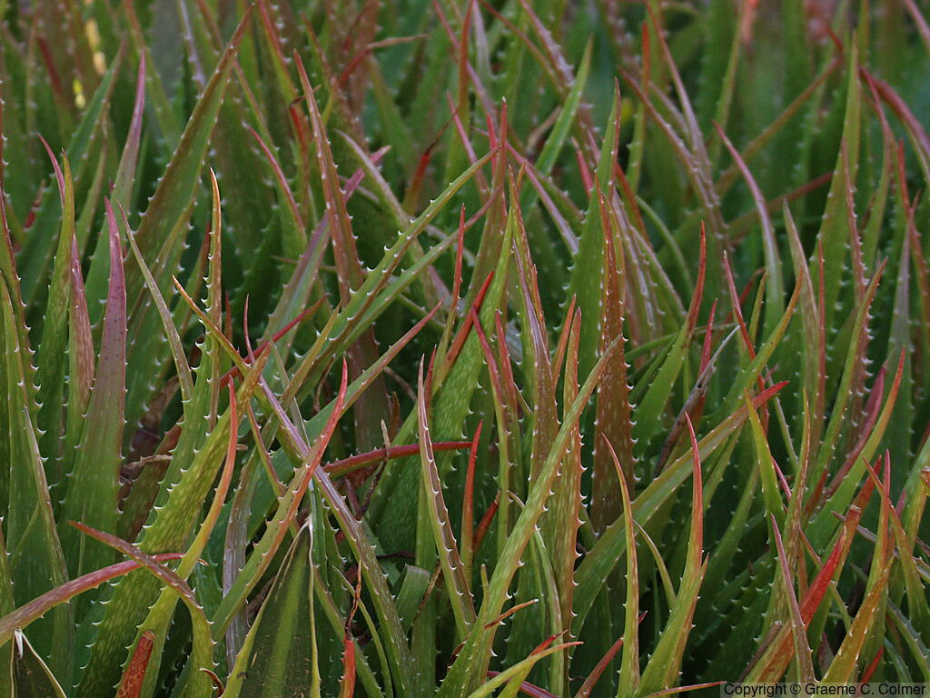 Aloe dorotheae - Sunset Aloe