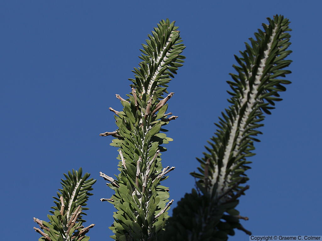 Madagascar Ocotillo (Alluaudia procera) - Madagascar Ocotillo
