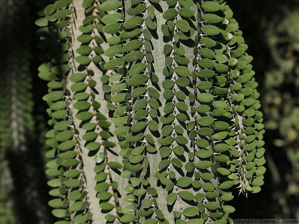Madagascar Ocotillo (Alluaudia procera) - Madagascar Ocotillo