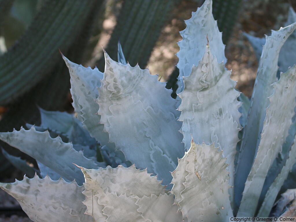 Mescal Ceniza (Agave colorata) - Mescal Ceniza
