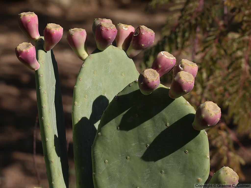 Opuntia stricta - Erect Prickly Pear