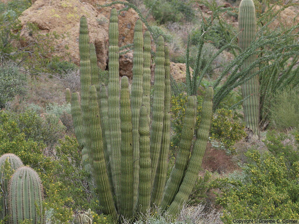 Stenocereus thurberi - Organ Pipe Cactus