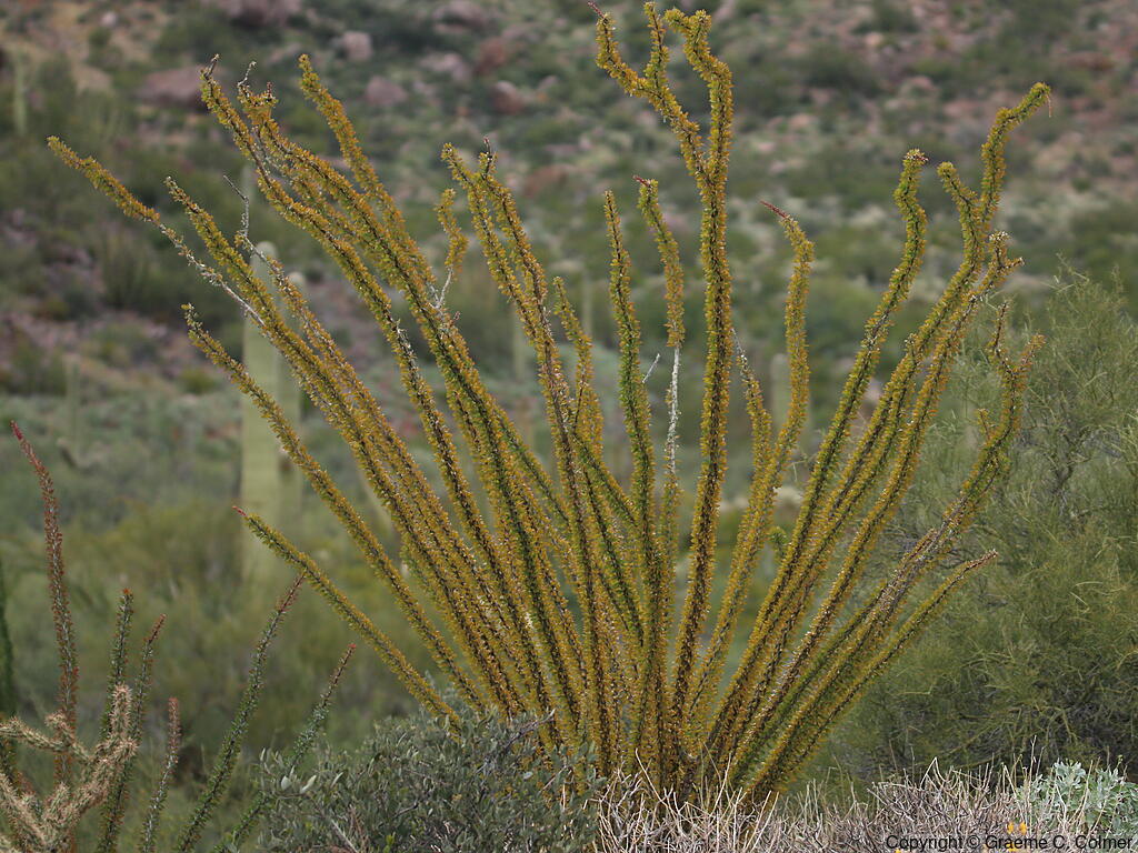 Ocotillo (Fouquieria splendens) - Ocotillo