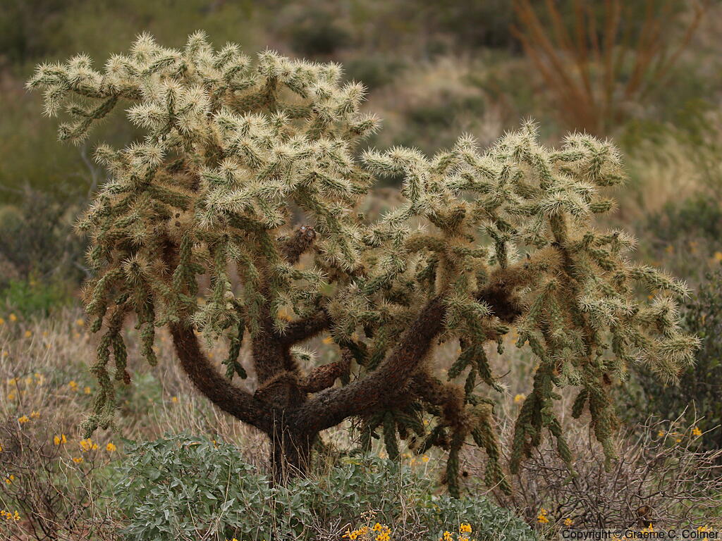 Cylindropuntia bigelovii - Teddy Bear Cholla