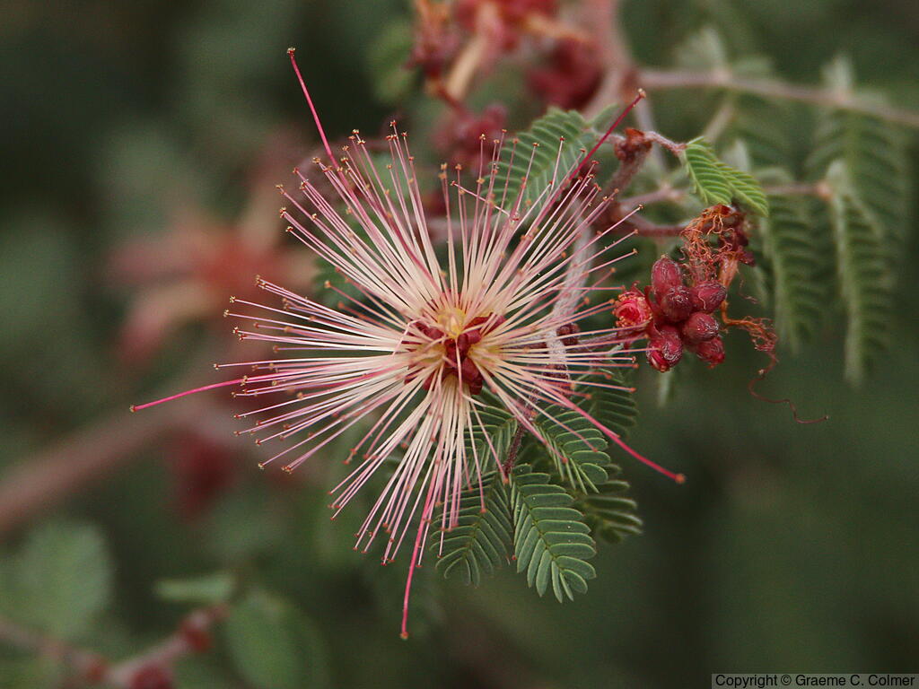 Fairyduster (Calliandra eriophylla) - Fairy Duster