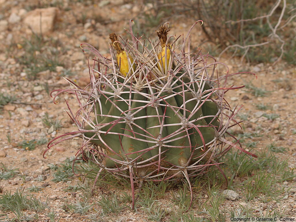 Candy Barrel Cactus (Ferocactus wislizeni) - Fishhook Barrel Cactus