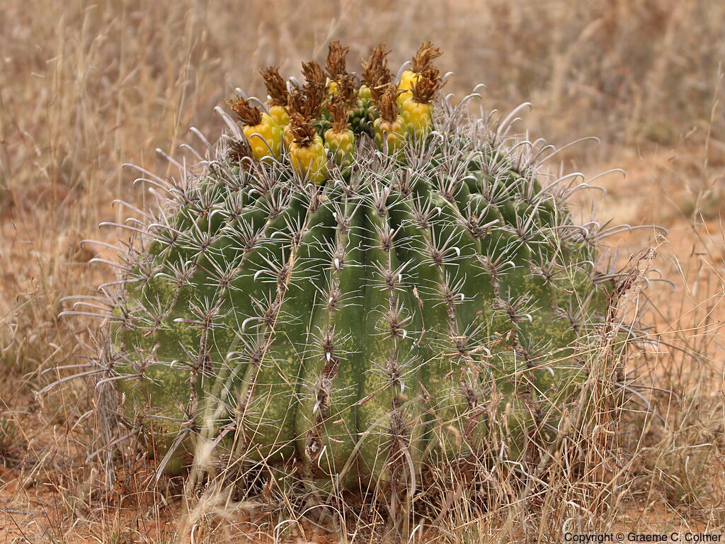 Candy Barrel Cactus (Ferocactus wislizeni) - Fishhook Barrel Cactus