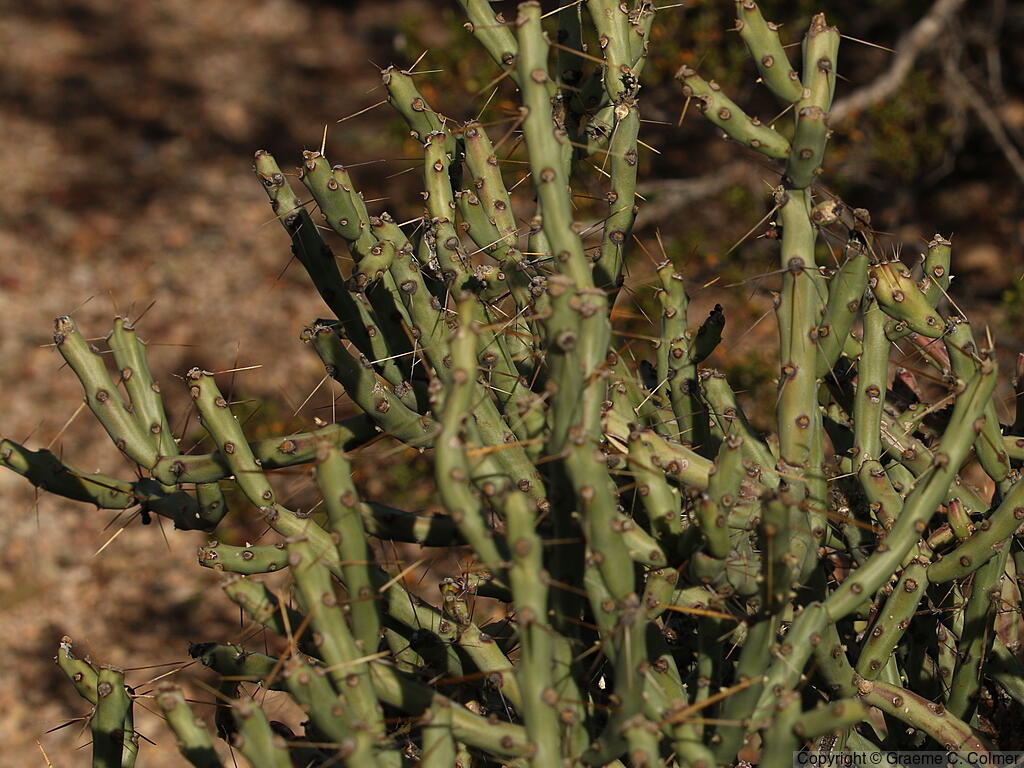 Cylindropuntia ramosissima - Branched Pencil Cholla