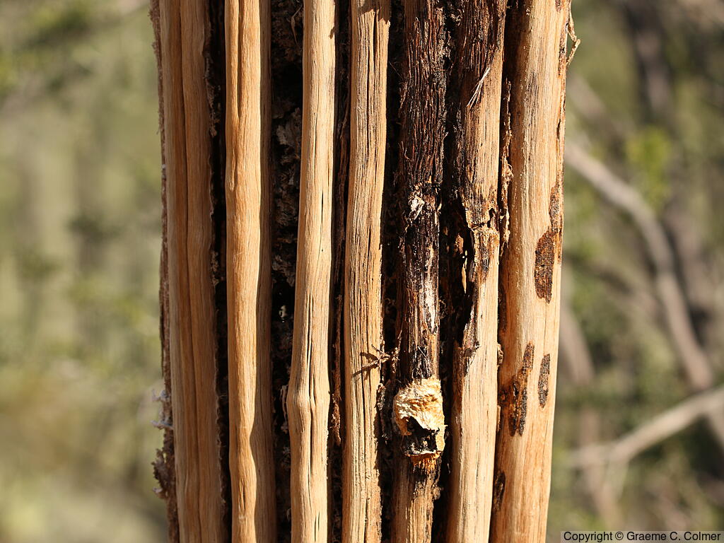 Saguaro (Carnegiea gigantea) - Saguaro