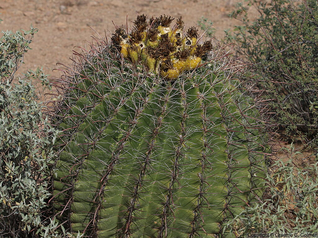 Candy Barrel Cactus (Ferocactus wislizeni) - Fishhook Barrel Cactus