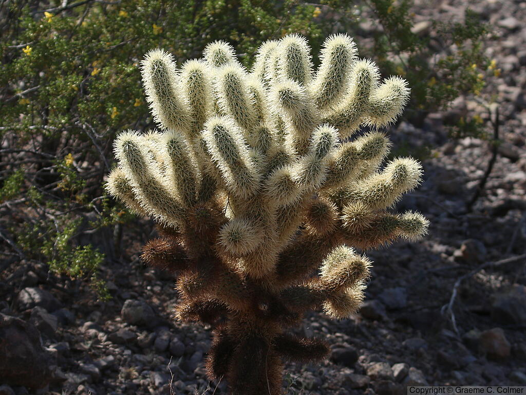 Cylindropuntia bigelovii - Teddy Bear Cholla