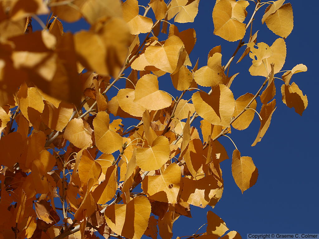 Cottonwood (Populus fremontii) - Fremont Cottonwood