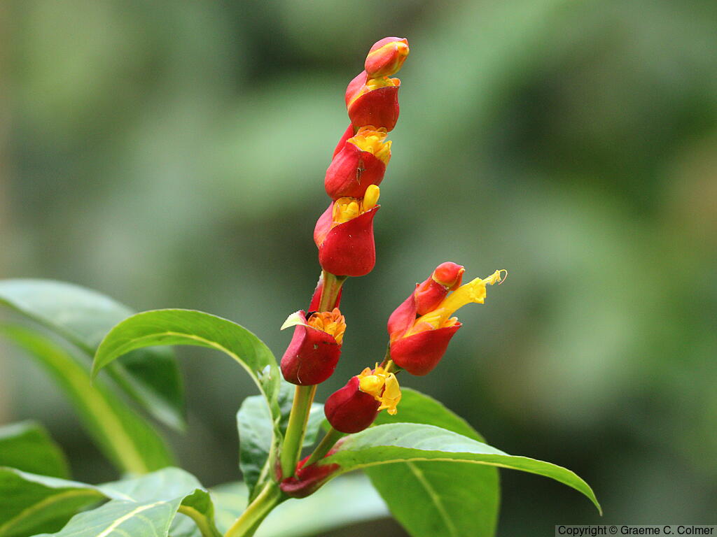 Sanchezia oblonga - Sanchezia