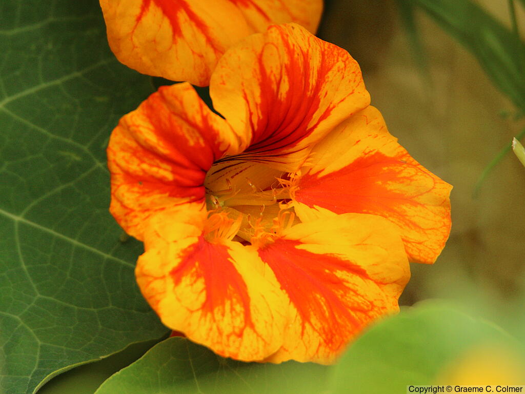 Nasturtium (Tropaeolum majus) - Climbing Nasturtium