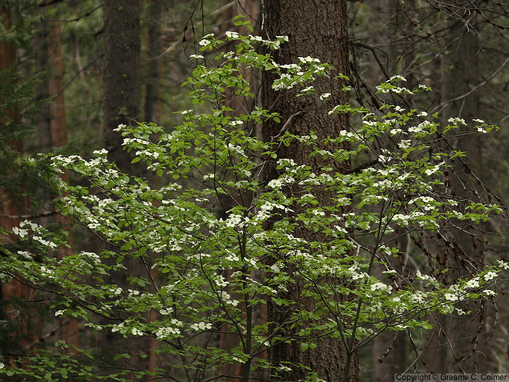 Pacific Dogwood (Cornus nuttallii) - Pacific Dogwood