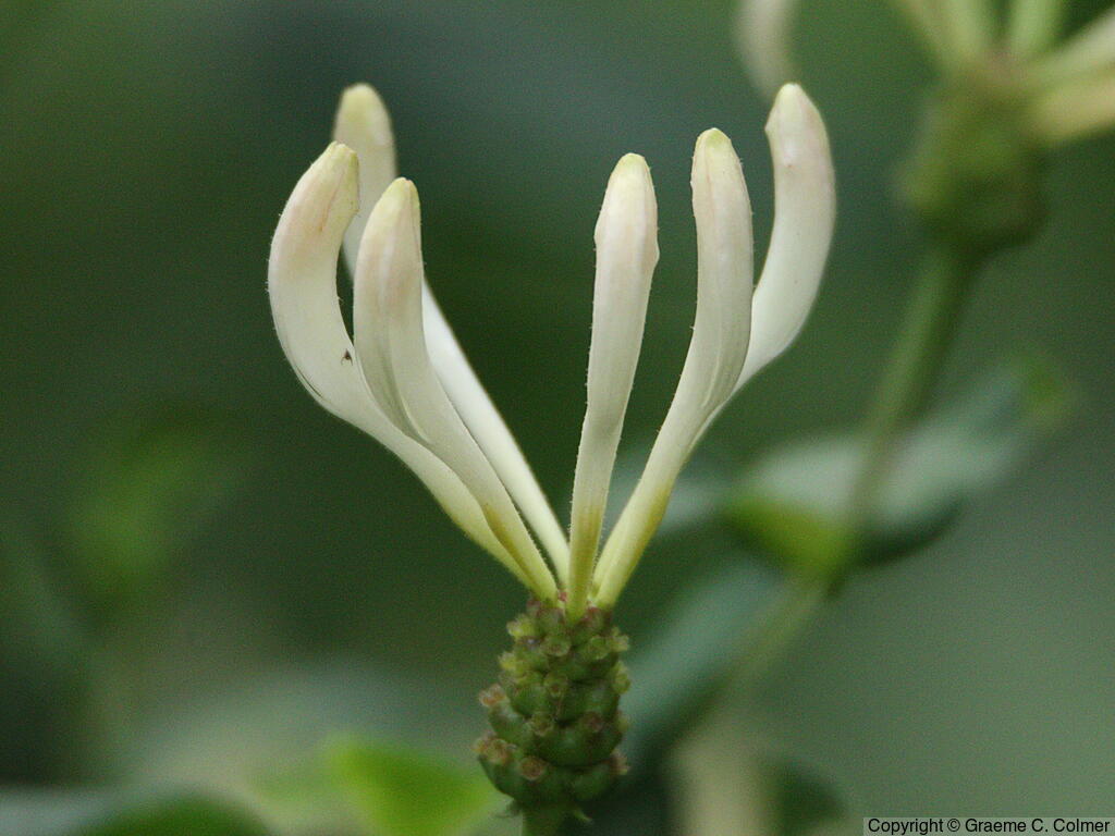 European Honeysuckle (Lonicera periclymenum) - Common Honeysuckle
