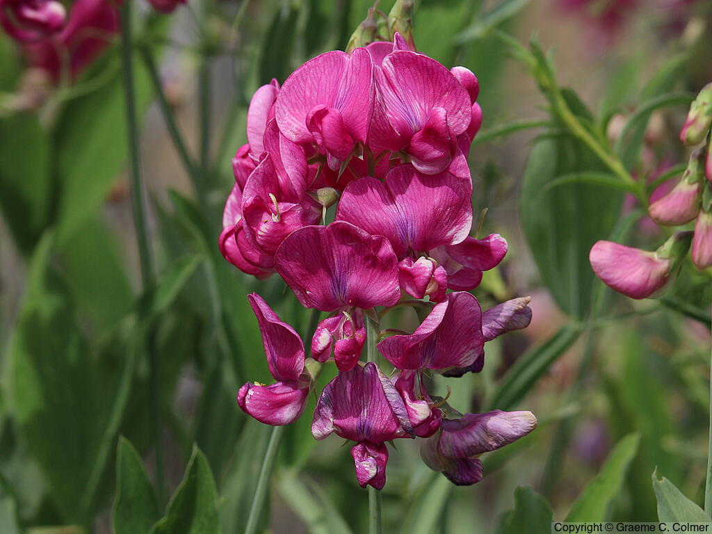 Perennial Sweetpea (Lathyrus latifolius) - Perennial Pea