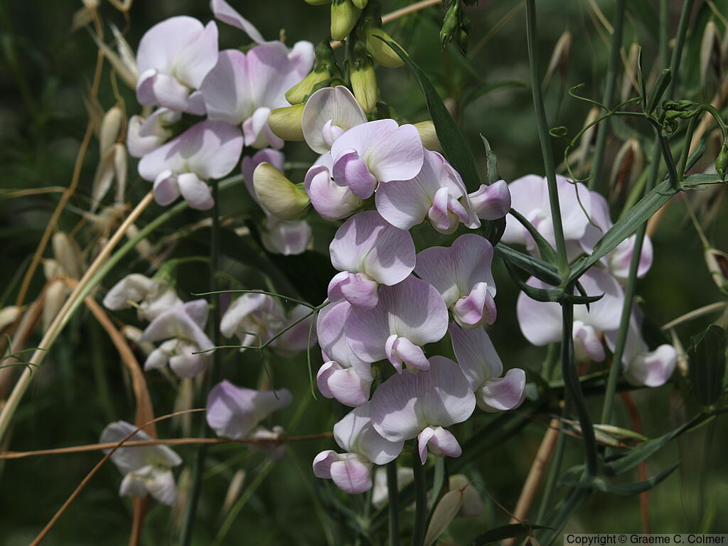 Perennial Sweetpea (Lathyrus latifolius) - Perennial Pea