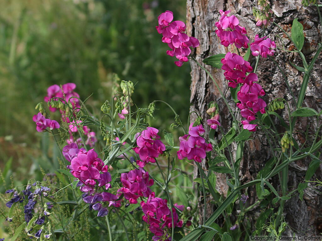 Perennial Sweetpea (Lathyrus latifolius) - Perennial Pea