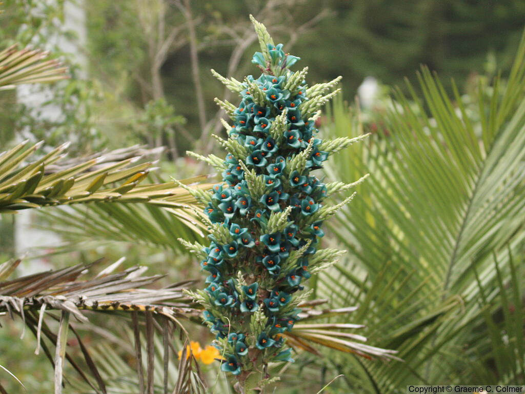 Chilean Rock Bromeliad (Puya alpestris) - Chilean Rock Bromeliad