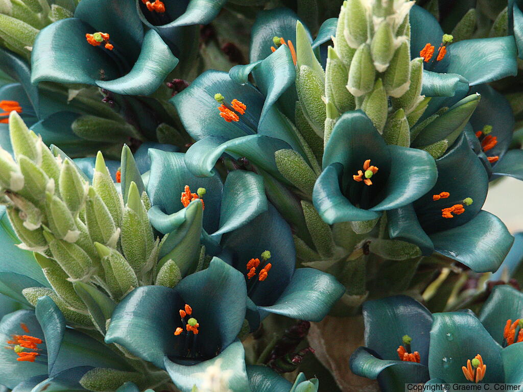 Chilean Rock Bromeliad (Puya alpestris) - Chilean Rock Bromeliad