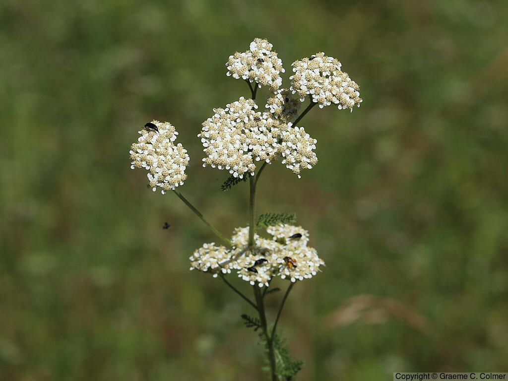 Yarrow (Achillea millefolium) - Common Yarrow