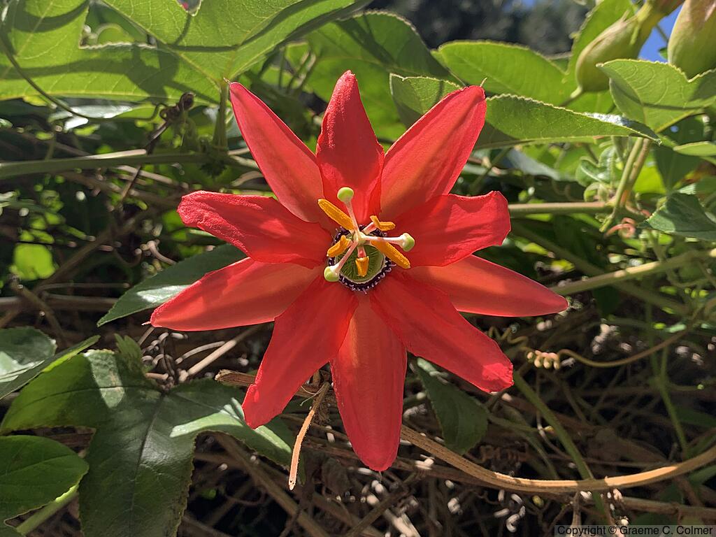 Scarlet Passionflower (Passiflora coccinea) - Red Passion Flower