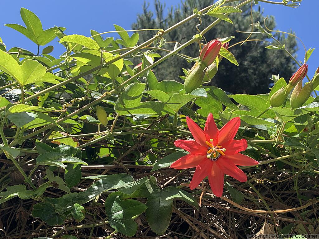 Scarlet Passionflower (Passiflora coccinea) - Red Passion Flower
