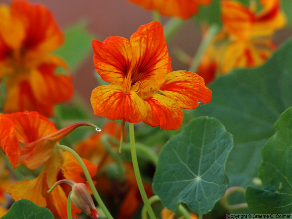 Nasturtium (Tropaeolum majus) - Climbing Nasturtium