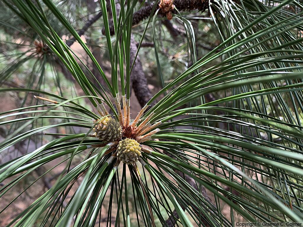 Black Pine (Pinus jeffreyi) - Jeffrey Pine