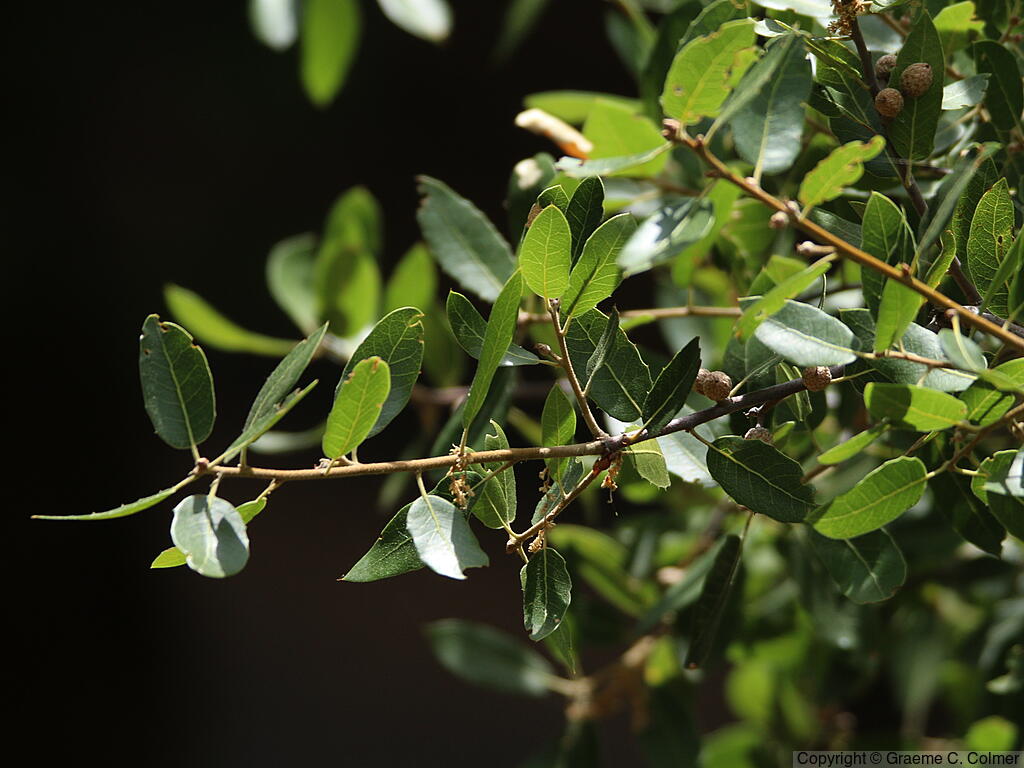 Canyon Live Oak (Quercus chrysolepis) - Canyon Live Oak