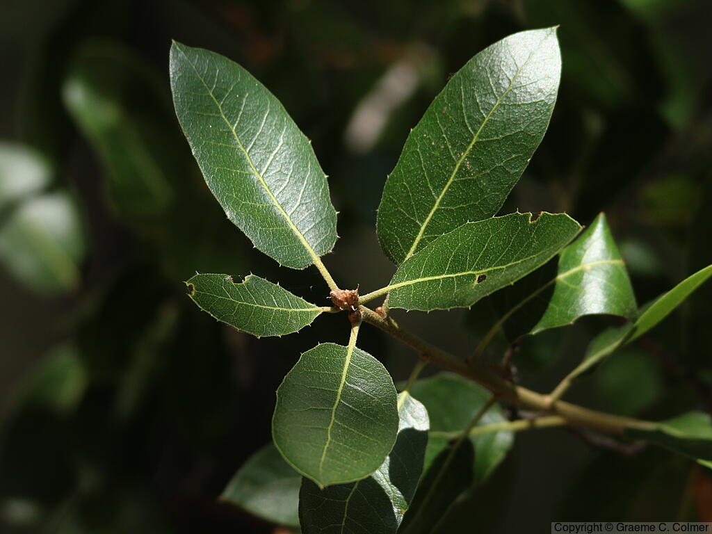 Canyon Live Oak (Quercus chrysolepis) - Canyon Live Oak