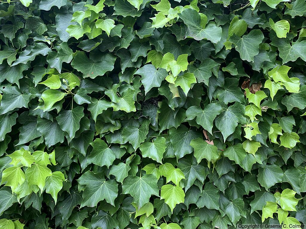 Boston Ivy (Parthenocissus tricuspidata) - Boston Ivy