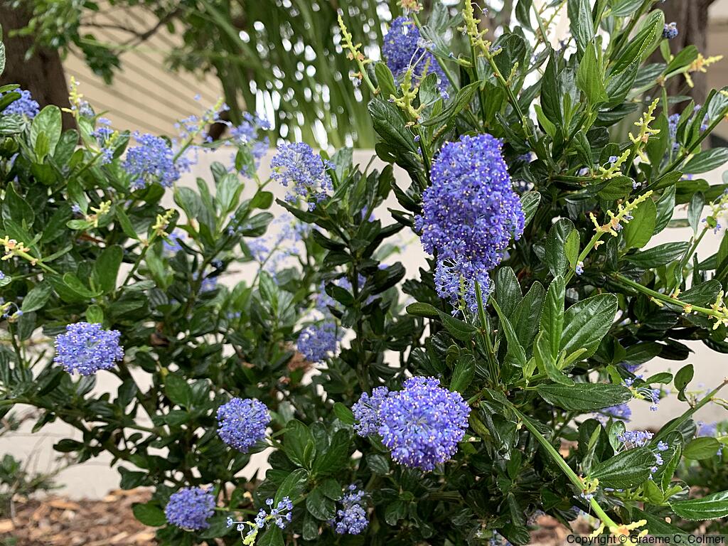 Blue Blossom Ceanothus (Ceanothus thyrsiflorus) - Blueblossom