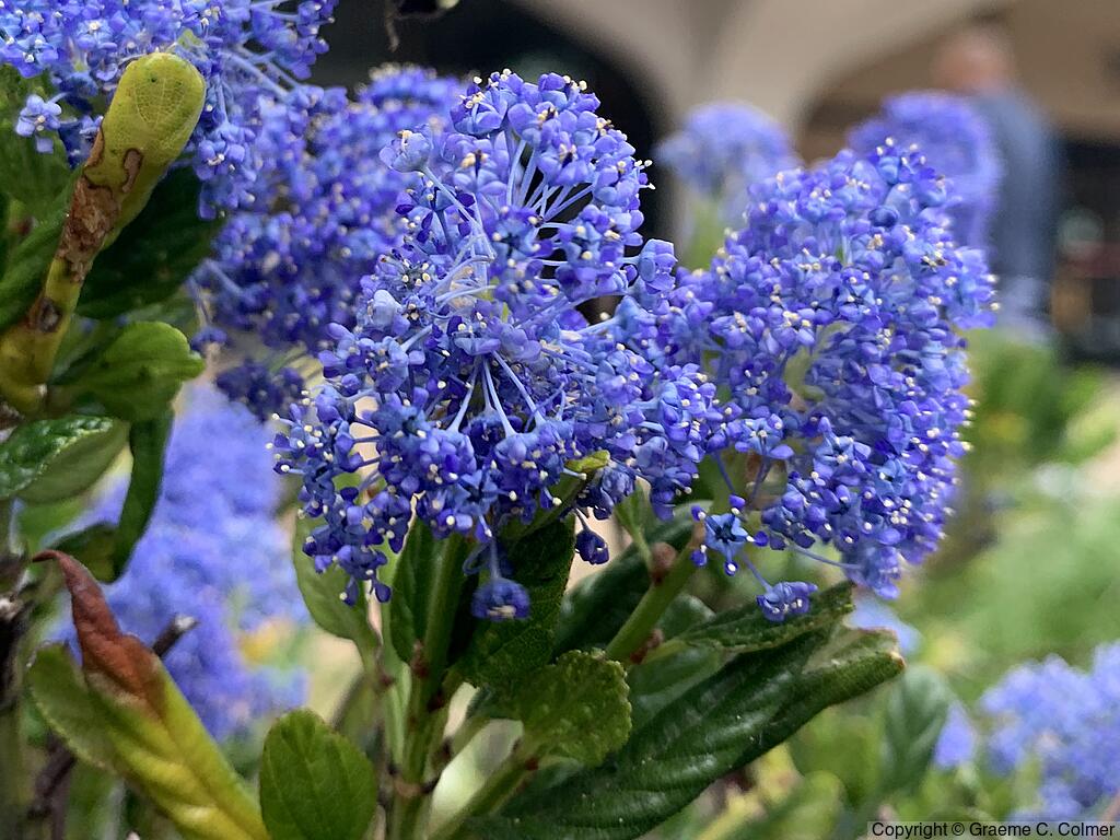 Blue Blossom Ceanothus (Ceanothus thyrsiflorus) - Blueblossom