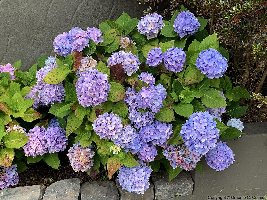 French Hydrangea (Hydrangea macrophylla) - Bigleaf Hydrangea