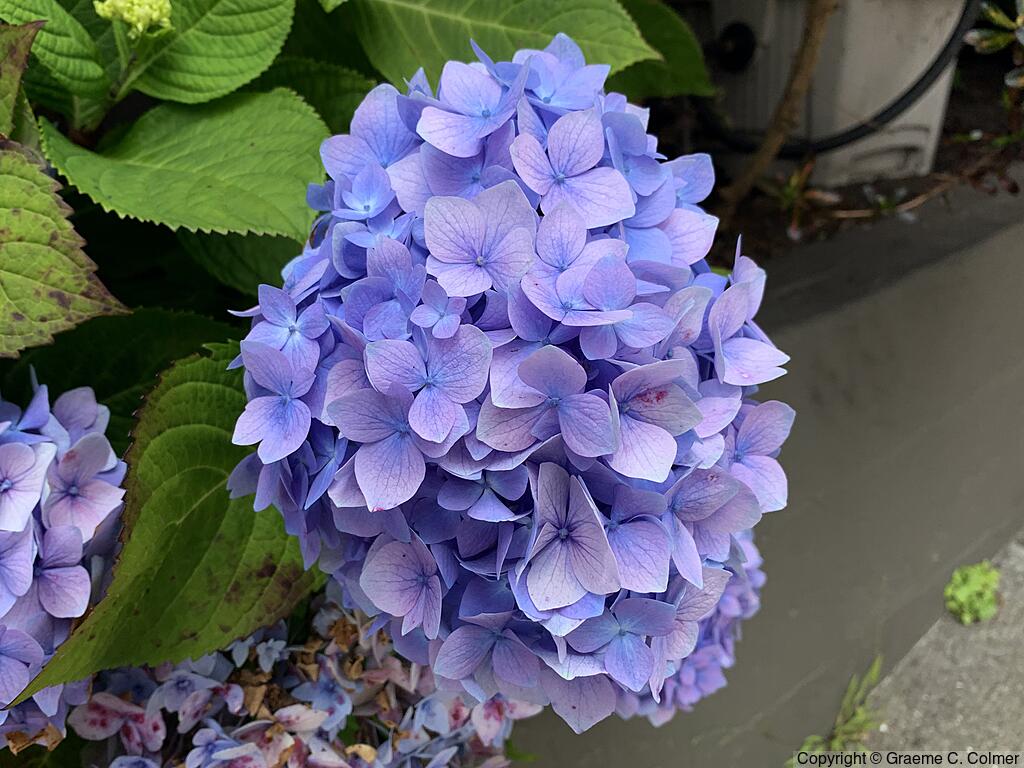 French Hydrangea (Hydrangea macrophylla) - Bigleaf Hydrangea