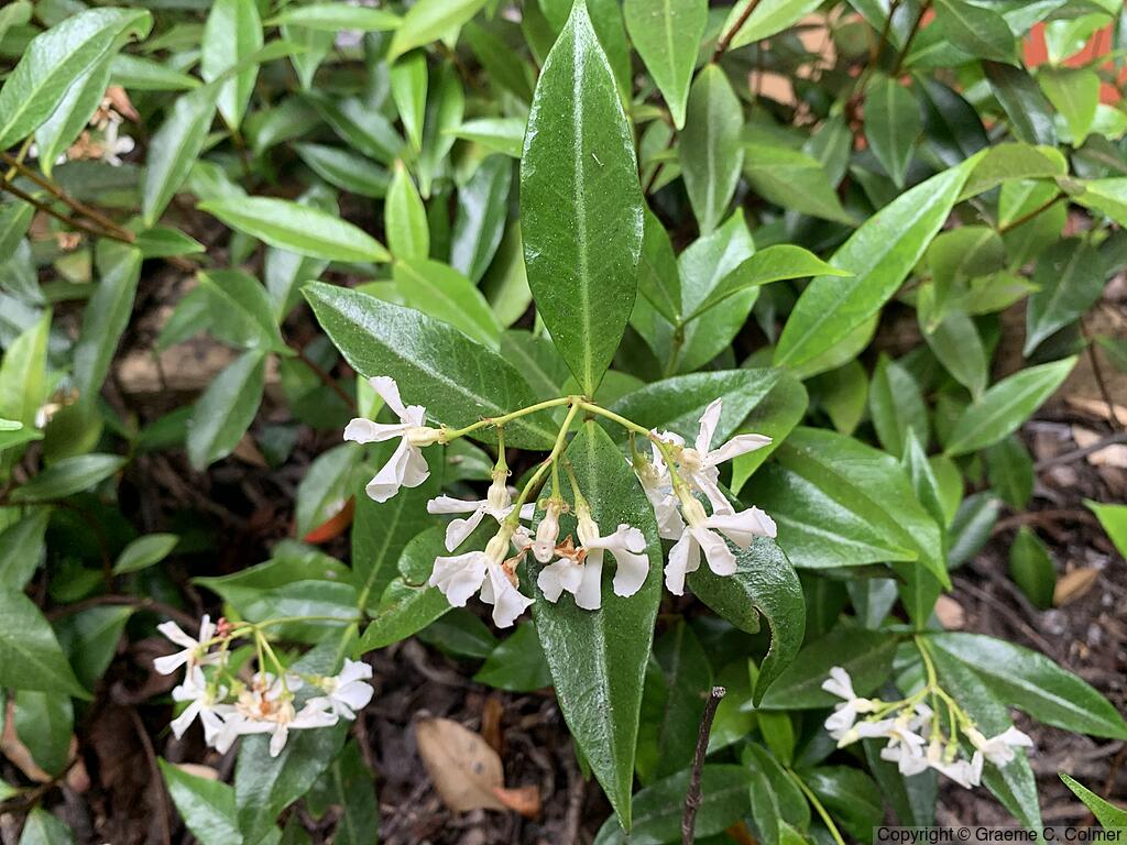 Confederate Jasmine (Trachelospermum jasminoides) - Confederate Jasmine